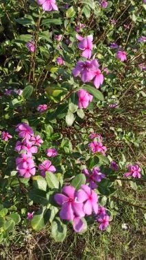 Narin pembe taç yaprakları ve parlak merkeziyle, tropikal güneş ışığı altında güzel bir şekilde açan Catharanthus gül çiçeği..