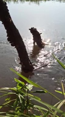 Berrak suların kayaların üzerinde süzüldüğü, yemyeşil sularla çevrili ve sakin, ferahlatıcı doğal bir manzara yaratan güzel bir nehir..