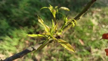 Taze ve yeşil filizlenen genç mango yaprağı tomurcukları, tropikal bahçedeki yeni büyüme ve canlılığı simgeliyor..