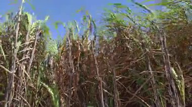Şeker kamışı bitkileri rüzgarda güçlü bir şekilde sallanıyor, uzun yeşil yaprakları güçlü bir esintinin etkisiyle zarifçe bükülüyor..