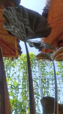 Kalın şekli ve çarpıcı damar kalıplarıyla Alocasia yaprağı, yemyeşil alanda tropikal güzelliği ve doğal zarafeti sergiliyor..