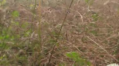 Kahverengimsi saplı kuru otlar ve solmuş yapraklar, güneşin altında duruyor, büyümenin ve çürümenin doğal döngüsünü sembolize ediyor..