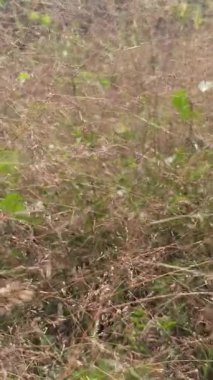 Kahverengimsi saplı kuru otlar ve solmuş yapraklar, güneşin altında duruyor, büyümenin ve çürümenin doğal döngüsünü sembolize ediyor..