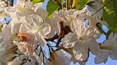 Tabebuia çiçekleri Eylül sabahı açar, yumuşak güneş ışığında parlar, tropik güzelliği, mevsimsel tazeliği ve bahçe zarafetini simgeler..