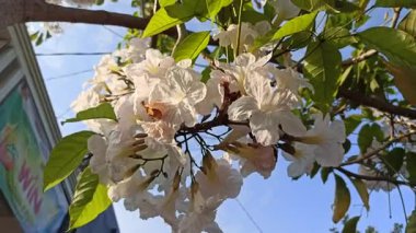 Tabebuia çiçekleri Eylül sabahı açar, yumuşak güneş ışığında parlar, tropik güzelliği, mevsimsel tazeliği ve bahçe zarafetini simgeler..