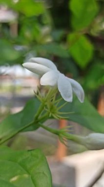 Güzel yasemin çiçekleri zarif bir şekilde açıyor, yumuşak bir koku yayıyor ve tropik bir bahçede saflığı ve zarafeti sembolize ediyor..