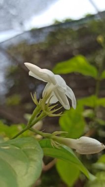 Güzel yasemin çiçekleri zarif bir şekilde açıyor, yumuşak bir koku yayıyor ve tropik bir bahçede saflığı ve zarafeti sembolize ediyor..