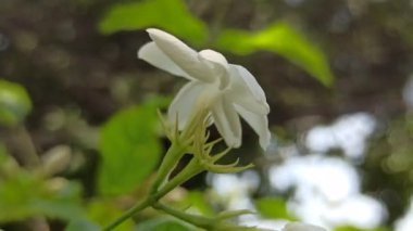 Güzel yasemin çiçekleri zarif bir şekilde açıyor, yumuşak bir koku yayıyor ve tropik bir bahçede saflığı ve zarafeti sembolize ediyor..