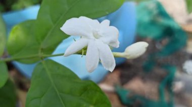 Güzel yasemin çiçekleri zarif bir şekilde açıyor, yumuşak bir koku yayıyor ve tropik bir bahçede saflığı ve zarafeti sembolize ediyor..