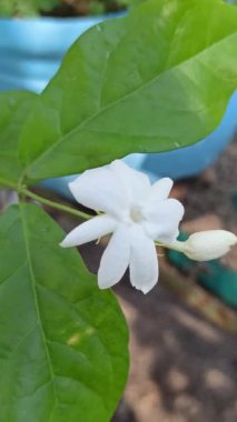 Güzel yasemin çiçekleri zarif bir şekilde açıyor, yumuşak bir koku yayıyor ve tropik bir bahçede saflığı ve zarafeti sembolize ediyor..