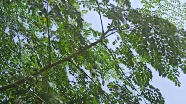 Taze Moringa yaprakları parlak gün ışığı altında, canlı yeşil renkler, doğal doku ve besleyici yapraklar sergiliyor. Genellikle yemek ve bitkisel ilaçlarda kullanılır..