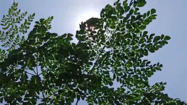 Taze Moringa yaprakları parlak gün ışığı altında, canlı yeşil renkler, doğal doku ve besleyici yapraklar sergiliyor. Genellikle yemek ve bitkisel ilaçlarda kullanılır..