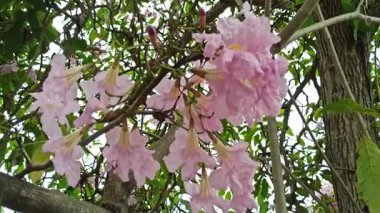 Eylül 'de açan Tabebuia çiçekleri, canlı ve renkli, tropikal güzelliği sembolize eden, mevsimsel değişimi ve süs bahçesi cazibesini simgeleyen.