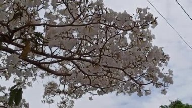 Eylül 'de açan Tabebuia çiçekleri, canlı ve renkli, tropikal güzelliği sembolize eden, mevsimsel değişimi ve süs bahçesi cazibesini simgeleyen.