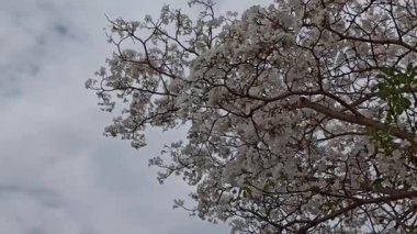 Eylül 'de açan Tabebuia çiçekleri, canlı ve renkli, tropikal güzelliği sembolize eden, mevsimsel değişimi ve süs bahçesi cazibesini simgeleyen.