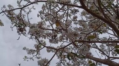 Eylül 'de açan Tabebuia çiçekleri, canlı ve renkli, tropikal güzelliği sembolize eden, mevsimsel değişimi ve süs bahçesi cazibesini simgeleyen.