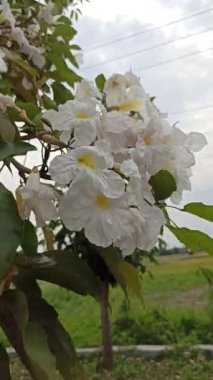 Eylül 'de açan Tabebuia çiçekleri, canlı ve renkli, tropikal güzelliği sembolize eden, mevsimsel değişimi ve süs bahçesi cazibesini simgeleyen.