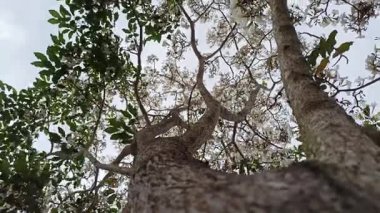 Eylül 'de açan Tabebuia çiçekleri, canlı ve renkli, tropikal güzelliği sembolize eden, mevsimsel değişimi ve süs bahçesi cazibesini simgeleyen.