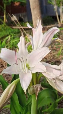 Zarif beyaz trompet şekilli çiçekleri ve yemyeşil yapraklarıyla Crinum latifolium çarpıcı ve zarif görünüşüyle bilinen tropikal bir süs bitkisi..