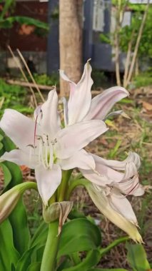 Zarif beyaz trompet şekilli çiçekleri ve yemyeşil yapraklarıyla Crinum latifolium çarpıcı ve zarif görünüşüyle bilinen tropikal bir süs bitkisi..