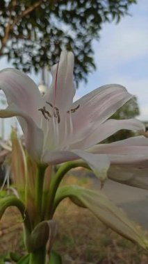 Zarif beyaz trompet şekilli çiçekleri ve yemyeşil yapraklarıyla Crinum latifolium çarpıcı ve zarif görünüşüyle bilinen tropikal bir süs bitkisi..