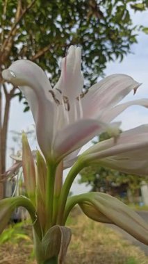 Zarif beyaz trompet şekilli çiçekleri ve yemyeşil yapraklarıyla Crinum latifolium çarpıcı ve zarif görünüşüyle bilinen tropikal bir süs bitkisi..