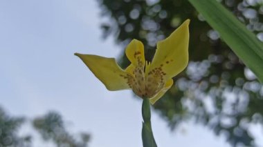 Büyük yeşil yapraklı ve sallanan meyveli kabak ağacı, tropikal manzaraları, egzotik bahçeleri ve geleneksel süs veya kültürel önemi simgeliyor..