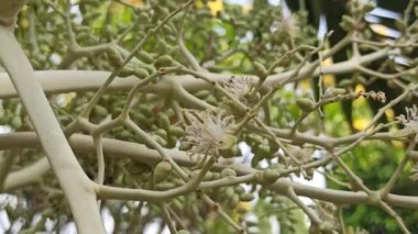 Narin taç yaprakları ve tropikal cazibeyle açan palmiye ağaçları egzotik bahçeleri, bereketli manzaraları ve canlı tropikal güzellikleri sembolize eder..