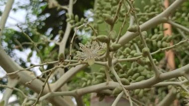 Narin taç yaprakları ve tropikal cazibeyle açan palmiye ağaçları egzotik bahçeleri, bereketli manzaraları ve canlı tropikal güzellikleri sembolize eder..