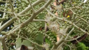 Narin taç yaprakları ve tropikal cazibeyle açan palmiye ağaçları egzotik bahçeleri, bereketli manzaraları ve canlı tropikal güzellikleri sembolize eder..