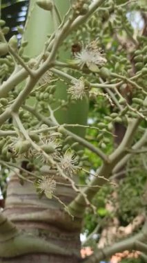 Narin taç yaprakları ve tropikal cazibeyle açan palmiye ağaçları egzotik bahçeleri, bereketli manzaraları ve canlı tropikal güzellikleri sembolize eder..