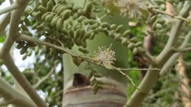 Narin taç yaprakları ve tropikal cazibeyle açan palmiye ağaçları egzotik bahçeleri, bereketli manzaraları ve canlı tropikal güzellikleri sembolize eder..