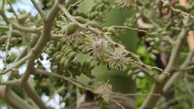 Narin taç yaprakları ve tropikal cazibeyle açan palmiye ağaçları egzotik bahçeleri, bereketli manzaraları ve canlı tropikal güzellikleri sembolize eder..
