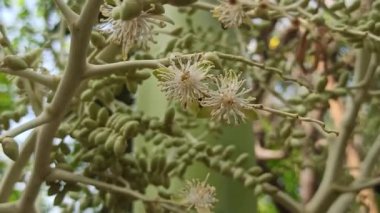 Narin taç yaprakları ve tropikal cazibeyle açan palmiye ağaçları egzotik bahçeleri, bereketli manzaraları ve canlı tropikal güzellikleri sembolize eder..