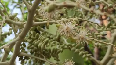 Narin taç yaprakları ve tropikal cazibeyle açan palmiye ağaçları egzotik bahçeleri, bereketli manzaraları ve canlı tropikal güzellikleri sembolize eder..