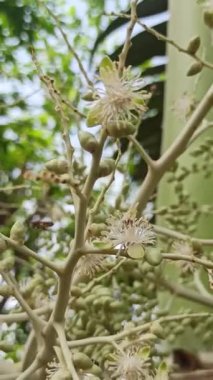 Narin taç yaprakları ve tropikal cazibeyle açan palmiye ağaçları egzotik bahçeleri, bereketli manzaraları ve canlı tropikal güzellikleri sembolize eder..