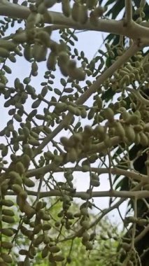 Narin taç yaprakları ve tropikal cazibeyle açan palmiye ağaçları egzotik bahçeleri, bereketli manzaraları ve canlı tropikal güzellikleri sembolize eder..