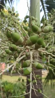 Narin taç yaprakları ve tropikal cazibeyle açan palmiye ağaçları egzotik bahçeleri, bereketli manzaraları ve canlı tropikal güzellikleri sembolize eder..
