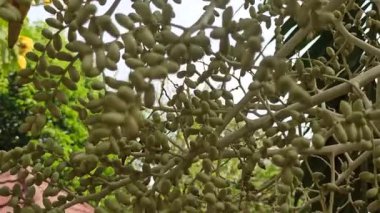 Narin taç yaprakları ve tropikal cazibeyle açan palmiye ağaçları egzotik bahçeleri, bereketli manzaraları ve canlı tropikal güzellikleri sembolize eder..
