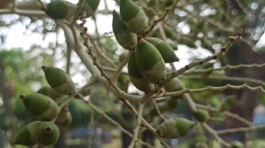 Narin taç yaprakları ve tropikal cazibeyle açan palmiye ağaçları egzotik bahçeleri, bereketli manzaraları ve canlı tropikal güzellikleri sembolize eder..