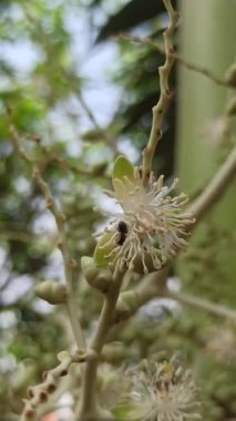 Narin taç yaprakları ve tropikal cazibeyle açan palmiye ağaçları egzotik bahçeleri, bereketli manzaraları ve canlı tropikal güzellikleri sembolize eder..