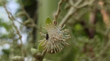 Narin taç yaprakları ve tropikal cazibeyle açan palmiye ağaçları egzotik bahçeleri, bereketli manzaraları ve canlı tropikal güzellikleri sembolize eder..