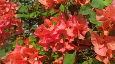 Bougainvillea çiçekleri sulandıktan sonra taze, canlı ve parıltılı, tropikal güzelliği, bahçe tazeliğini ve doğal çiçek cazibesini simgeliyor..