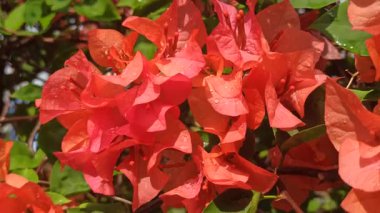 Bougainvillea çiçekleri sulandıktan sonra taze, canlı ve parıltılı, tropikal güzelliği, bahçe tazeliğini ve doğal çiçek cazibesini simgeliyor..
