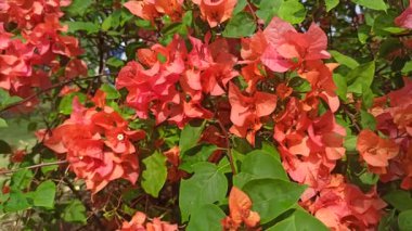 Bougainvillea çiçekleri sulandıktan sonra taze, canlı ve parıltılı, tropikal güzelliği, bahçe tazeliğini ve doğal çiçek cazibesini simgeliyor..