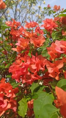 Bougainvillea çiçekleri sulandıktan sonra taze, canlı ve parıltılı, tropikal güzelliği, bahçe tazeliğini ve doğal çiçek cazibesini simgeliyor..