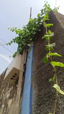 Eski bir binayı kaplayan bitkilere tırmanmak, doğal aşırı büyümeyi, kırsal cazibeyi ve doğanın uyumunu mimari çürümeyle göstermektir..