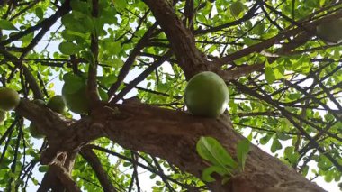 Büyük yeşil yapraklı ve sallanan meyveli kabak ağacı, tropikal manzaraları, egzotik bahçeleri ve geleneksel süs veya kültürel önemi simgeliyor..