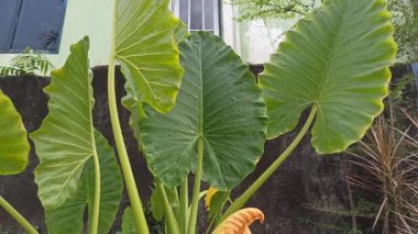 Büyük, parlak yaprakları ve çarpıcı tropikal yapraklarıyla Alocasia bitkisi, bereketli yeşilliği ve egzotik iç dekorasyonu sembolize eden popüler bir süs bitkisi..
