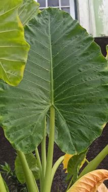 Büyük, parlak yaprakları ve çarpıcı tropikal yapraklarıyla Alocasia bitkisi, bereketli yeşilliği ve egzotik iç dekorasyonu sembolize eden popüler bir süs bitkisi..